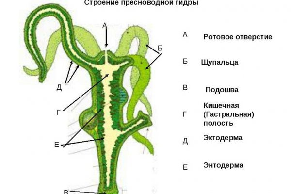 Почему кракена назвали кракеном